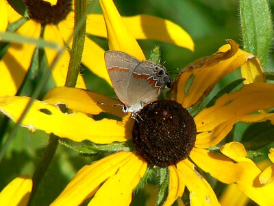 Butterfly hairstreak red photo