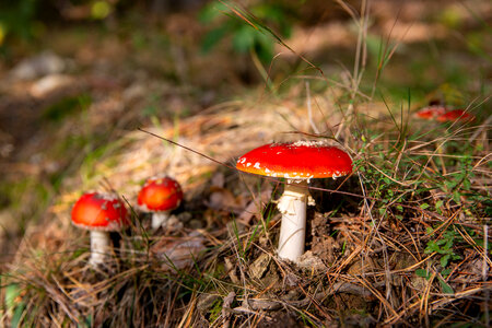 Red Toadstools photo
