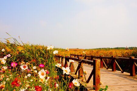 Bridge the scenery wild flowers