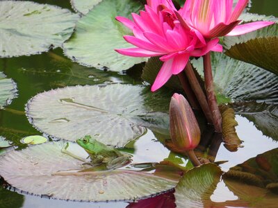 Green animal amphibian photo