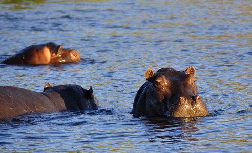 Water chobe botswana photo