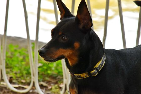 Adorable black dog