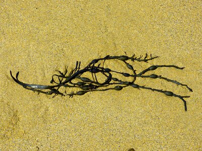 Brown sea plant