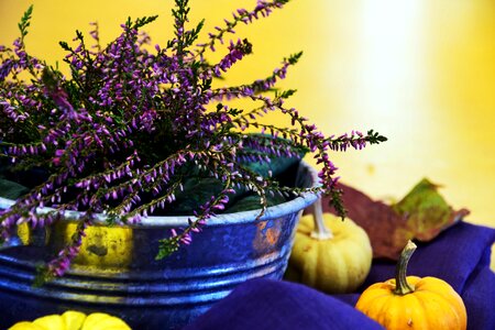 Autumn autumn season beautiful flowers