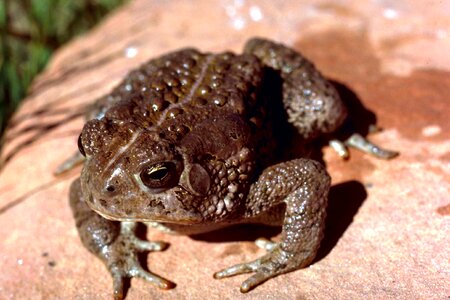 Frog toad 