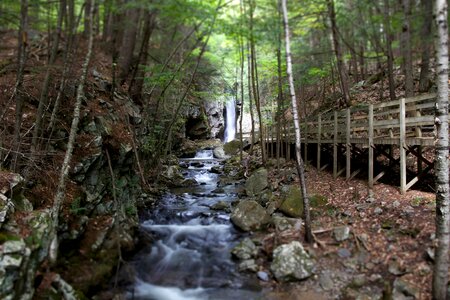 Bridge creek forest