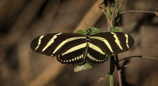 Zebra longwing photo