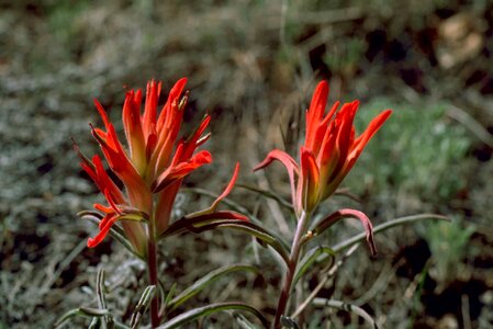 Brush flowers 