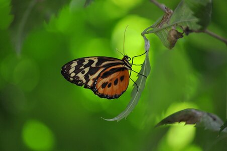 Butterfly insect wing photo