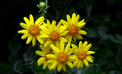 Yellow Flowers in Rain Free Photo photo