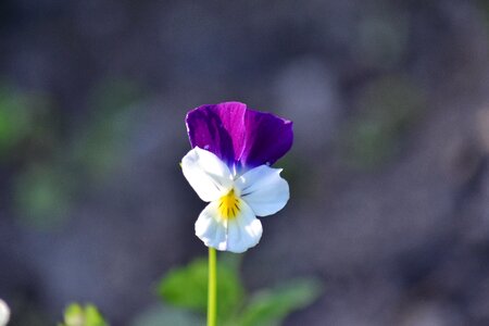 Garden spring herb