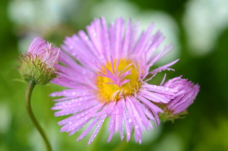 Lilac pink drops photo