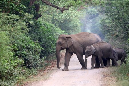 Trunk tusk animal