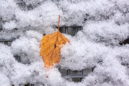 Birch leaf orange white photo