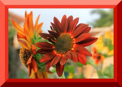 Sunflower velvet border photo nature