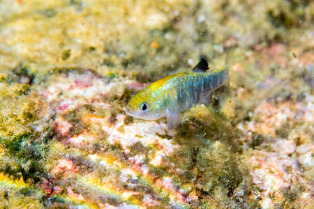 Ash Meadows Amargosa pupfish-1