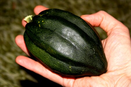 Hand pumpkin vegetable