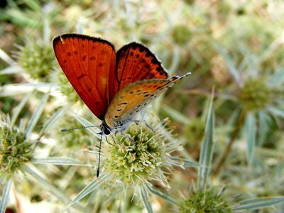 Orange colored butterfly