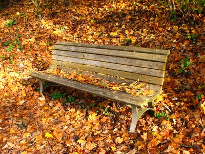 Loneliness transience autumn photo