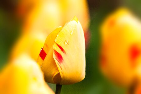 Flowers schnittblume blossom photo