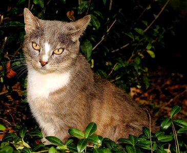 Portrait pet fur photo