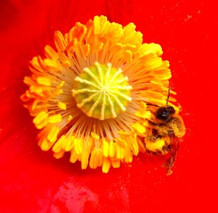 Flower honey bee summer photo