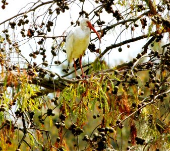 Waterfowl trees branches photo