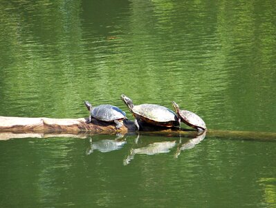Reptile water pond photo