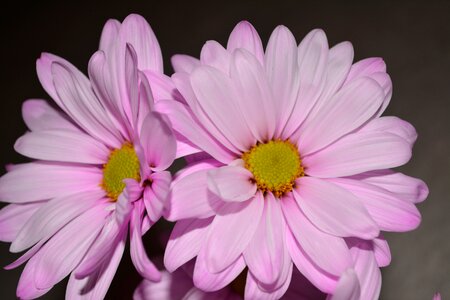 Flora blossom macro