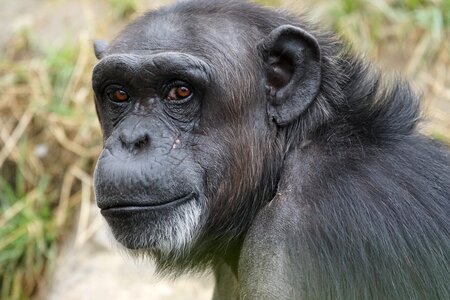 Chimpanzee mammal dangerous