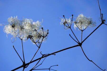 Filigree soft fluffy