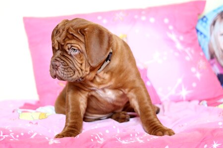 Dog de bordeaux french mastiff moloss