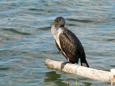 Phalacrocorax fauna wildlife