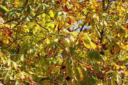 Autumn autumn season branch