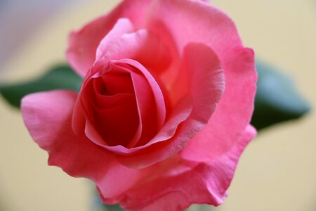 Petal valentine floral photo