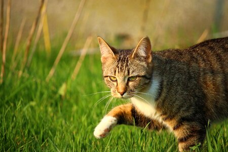 Animal animals cat