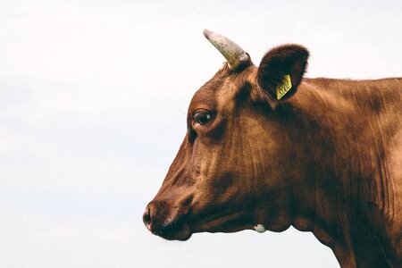 Animal cattle fauna