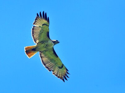 Flight raptor wildlife photo