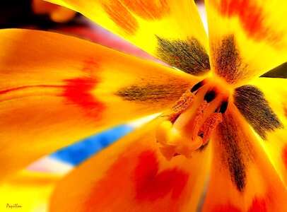 Flower nature sharpness game