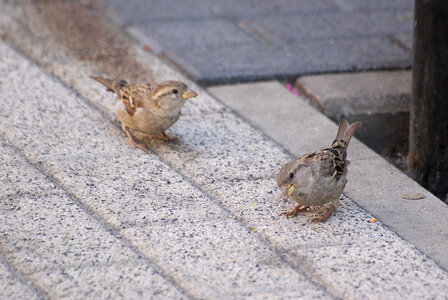 Two Small Birds photo
