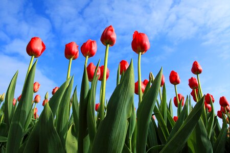 Tulips tulip field photo
