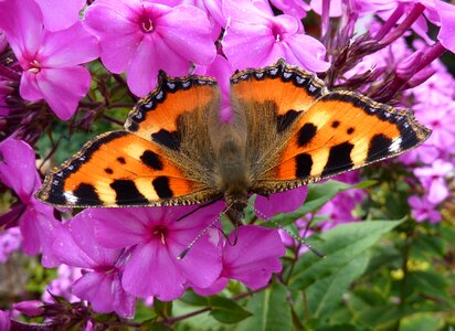 Flox purple garden phlox photo