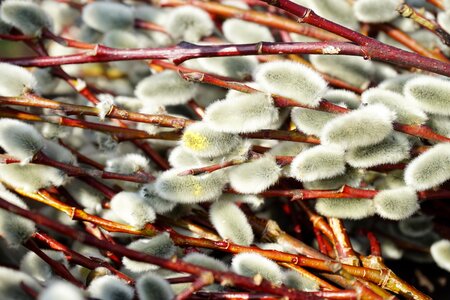 Pasture branches decoration