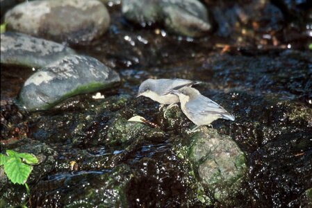 Couple Sitta sittidae 