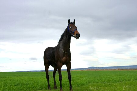 Black horse animal nature photo
