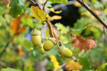 Autumn nuts nut