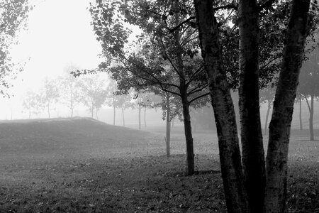 Black and white misty mysterious