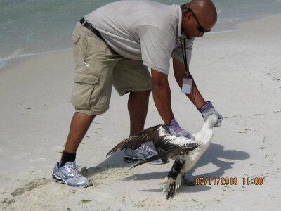 Rescue of a Northern Gannet-8