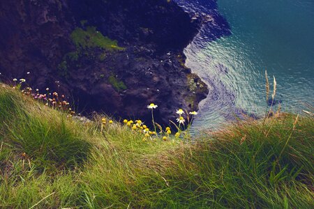 Sea flowers rock