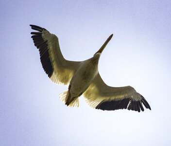 Pelican in flight with wings spread, full underside view photo